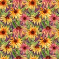 Beautiful echinacea flowers coneflower with leaves on purple background. Seamless floral pattern. Watercolor painting.