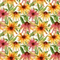 Beautiful echinacea flowers coneflower with leaves on white background. Seamless floral pattern. Watercolor painting.