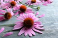 Beautiful echinacea flowers on light blue wooden table, closeup Royalty Free Stock Photo