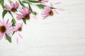 Beautiful echinacea flowers on white wooden table, flat lay. Space for text Royalty Free Stock Photo