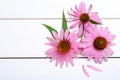 Beautiful echinacea flowers on white wooden table, flat lay. Space for text Royalty Free Stock Photo