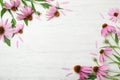 Beautiful echinacea flowers on white wooden table, flat lay. Space for text Royalty Free Stock Photo