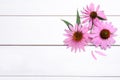 Beautiful echinacea flowers on white wooden table, flat lay. Space for text Royalty Free Stock Photo