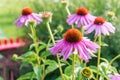 Beautiful Echinacea purpurea flowers in the garden, selective focus.