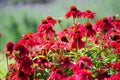 Beautiful echinacea `Sombrero Salsa red` flower in a spring season at a botanical garden. Royalty Free Stock Photo