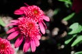 Beautiful echinacea `Sombrero Salsa red` flower in a spring season at a botanical garden. Royalty Free Stock Photo
