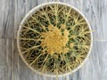 Beautiful Echinocactus grusonii golden barrel cactus in white ceramic pot Royalty Free Stock Photo