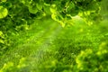 Beautiful eco green defocused spring or summer background with sunshine. Juicy young grass and foliage in rays of sunlight. Nature Royalty Free Stock Photo