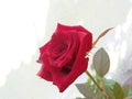 Beautiful ed rose of sri lanka