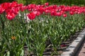 Beautiful ed Tulips flower in park.