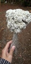 Beautiful Edelweis Flower in hand