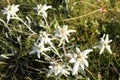 Beautiful edelweis flowers on a field
