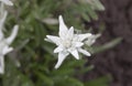 Beautiful edelweiss flower
