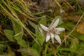 Beautiful Edelweiss flower in mountains
