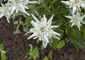 Beautiful edelweiss flower