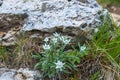 Beautiful Edelweiss flowers thats flowering in the alps Royalty Free Stock Photo