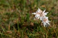 Beautiful edelweiss in the Mongolian steppe