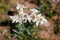 Beautiful edelweiss in the Mongolian steppe