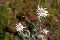 Beautiful edelweiss in the Mongolian steppe