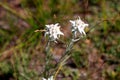 Beautiful edelweiss in the Mongolian steppe