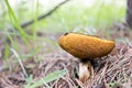 Beautiful edible brown fungus boletus Leccinum scabrum mushroom in the moss