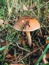 Beautiful Edible Mushroom With Brown Cap In Grass In Sunny Woodland. Brown Birch Bolete. Leccinum
