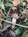 Beautiful Edible Mushroom With Brown Cap In Grass In Sunny Woodland. Brown Birch Bolete