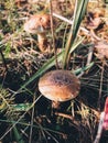 Beautiful Edible Mushroom With Brown Cap In Grass In Sunny Woodland. Brown Birch Bolete