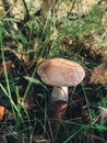 Beautiful Edible Mushroom With Brown Cap In Grass In Sunny Woodland. Brown Birch Bolete. Leccinum