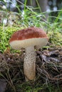 Beautiful edible mushroom Leccinum aurantiacum commonly known as red-capped scaber stalk Royalty Free Stock Photo