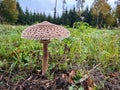 Beautiful edible parasol mushroom in autumn landscape