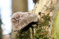 beautiful edible raw mushroom outside forage free food