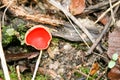 beautiful edible raw mushroom outside forage free food