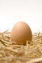 Beautiful egg on the nest Royalty Free Stock Photo