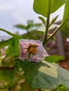 A beautiful eggplant flower planted in the backyard