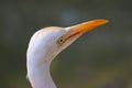 Beautiful Egret Bird Closeup Neck Face With Blur Background Royalty Free Stock Photo