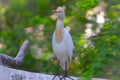 Beautiful egret bird on the tree branch Royalty Free Stock Photo