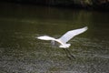 Beautiful egret flying in the mangrove forest,Egret Fly over water,Back view of egret flying Royalty Free Stock Photo