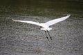 Beautiful egret flying in the mangrove forest,Egret Fly over water,Back view of egret flying Royalty Free Stock Photo