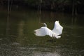 Beautiful egret flying in the mangrove forest,Egret Fly over water,Side view of egret flying Royalty Free Stock Photo