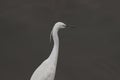 Beautiful egret portrait Royalty Free Stock Photo
