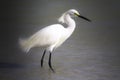 Beautiful Egret Royalty Free Stock Photo