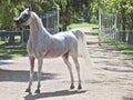 Beautiful white egyptian arabian horse Royalty Free Stock Photo