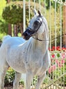 Beautiful white egyptian arabian horse Royalty Free Stock Photo