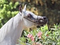 Beautiful white egyptian arabian horse Royalty Free Stock Photo