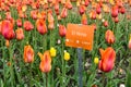 Beautiful El Nino variety of orange, pink, red, yellow ombre tulips in Holland Michigan Royalty Free Stock Photo