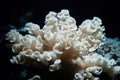 Beautiful elaborated white hermatypic marine corals of various species under the sea.