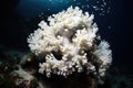 Beautiful elaborated white hermatypic marine corals of various species under the sea.