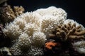 Beautiful elaborated white hermatypic marine corals of various species under the sea. Royalty Free Stock Photo