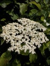 beautiful elder flower in a forest of spring Cantabria Royalty Free Stock Photo